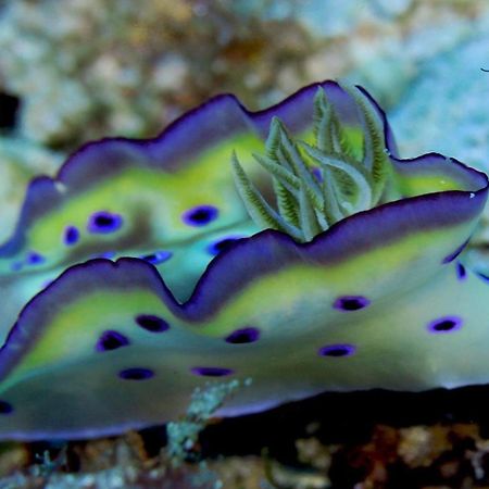 Tabari Dive Lodge Pulau Mansuar エクステリア 写真