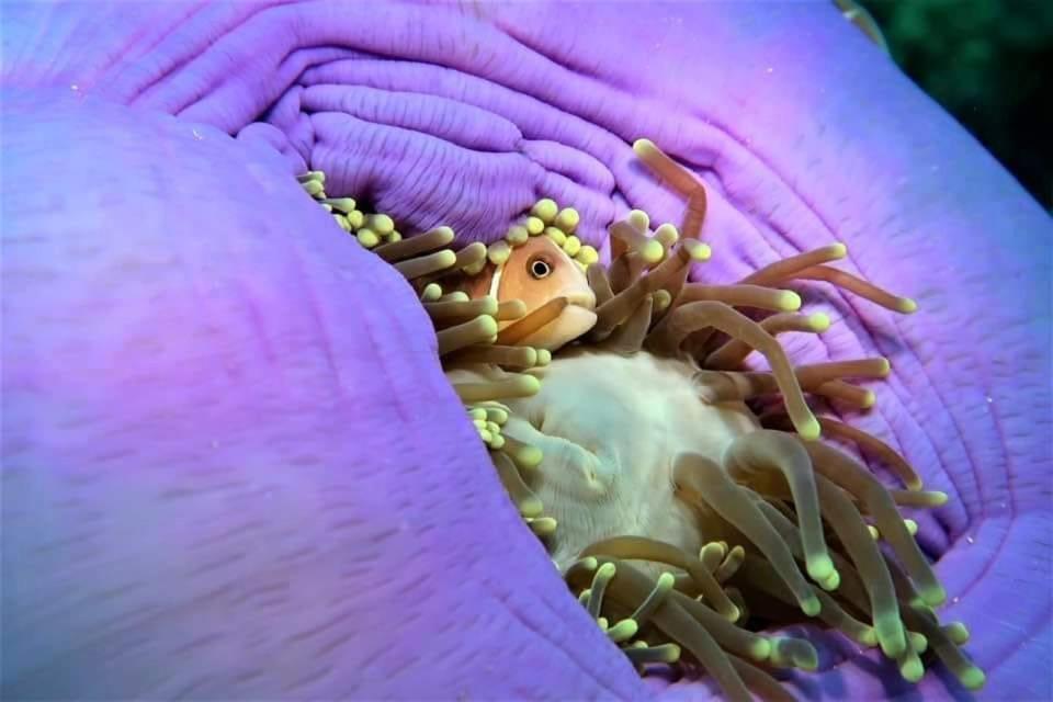 Tabari Dive Lodge Pulau Mansuar エクステリア 写真