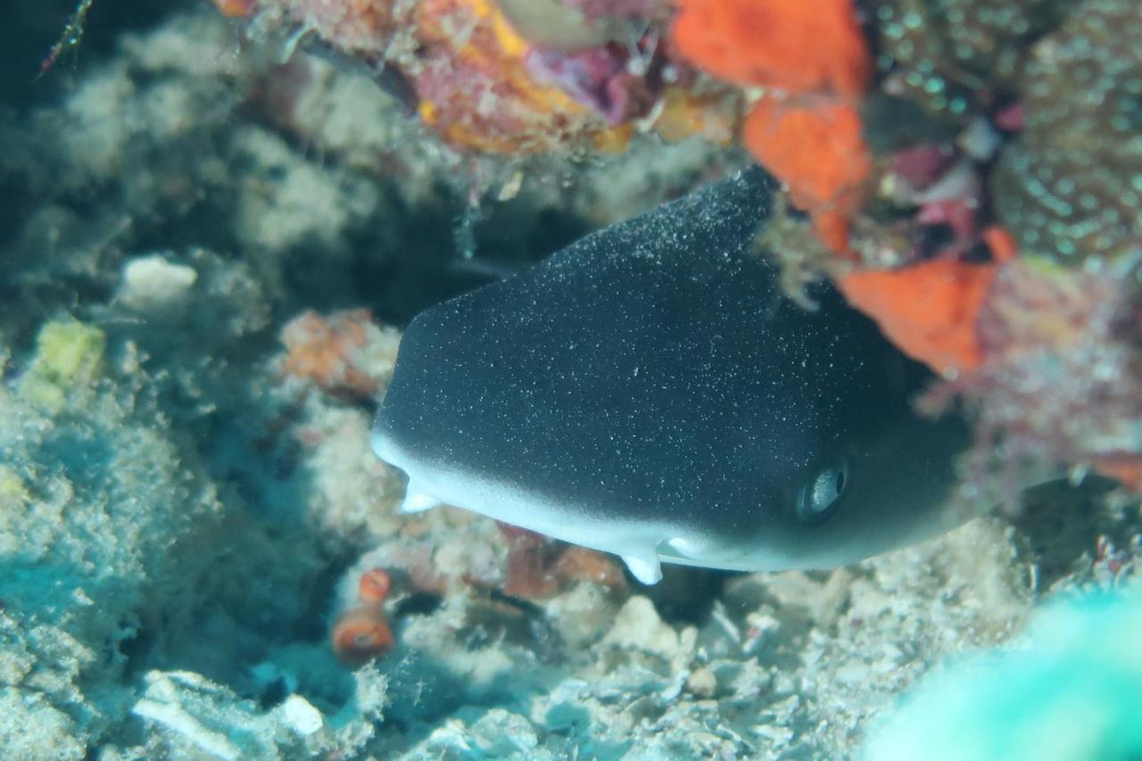 Tabari Dive Lodge Pulau Mansuar エクステリア 写真