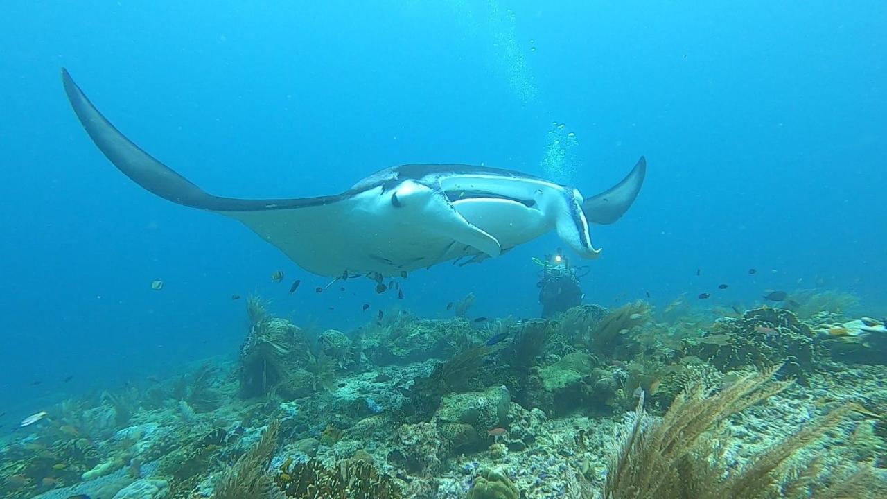 Tabari Dive Lodge Pulau Mansuar エクステリア 写真