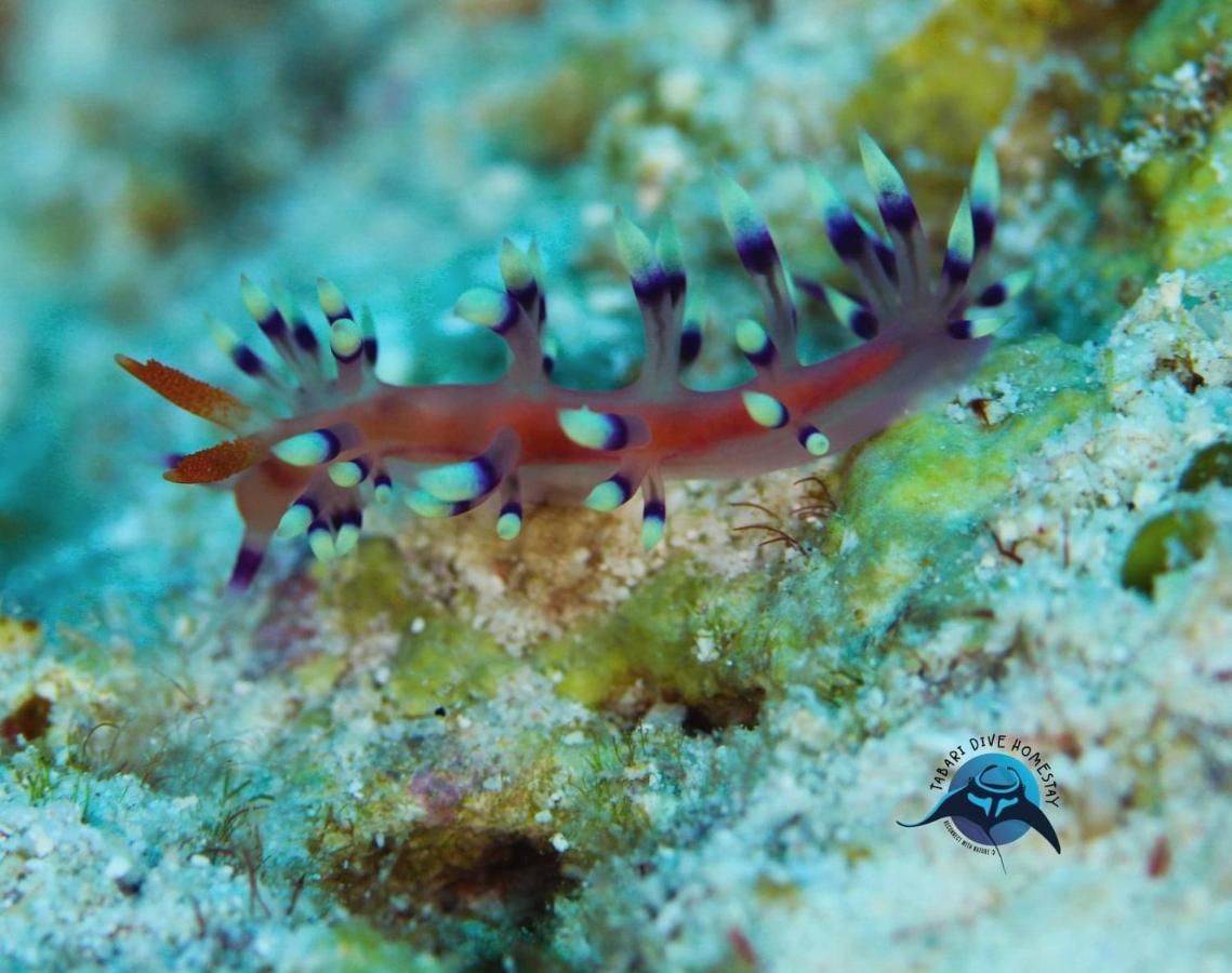 Tabari Dive Lodge Pulau Mansuar エクステリア 写真
