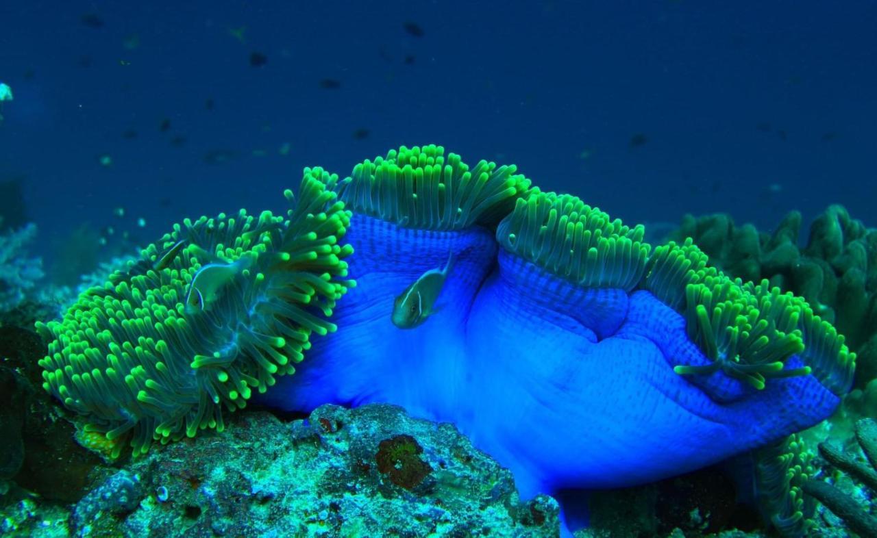 Tabari Dive Lodge Pulau Mansuar エクステリア 写真