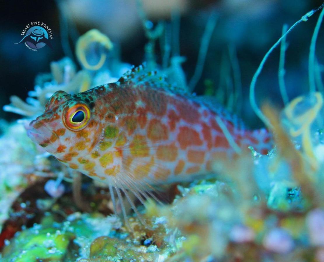 Tabari Dive Lodge Pulau Mansuar エクステリア 写真
