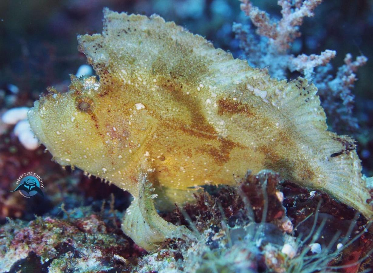 Tabari Dive Lodge Pulau Mansuar エクステリア 写真