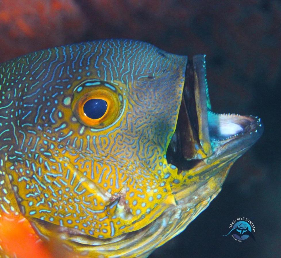 Tabari Dive Lodge Pulau Mansuar エクステリア 写真