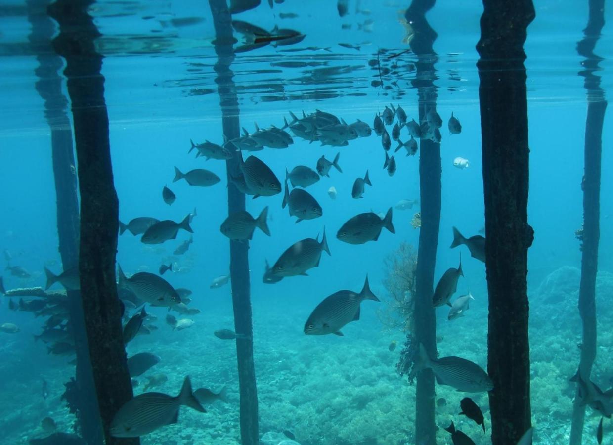 Tabari Dive Lodge Pulau Mansuar エクステリア 写真