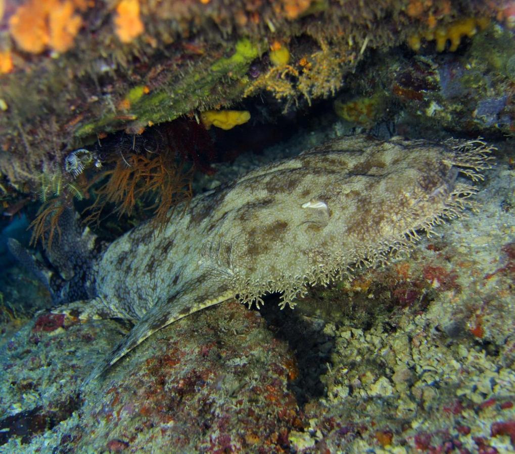Tabari Dive Lodge Pulau Mansuar エクステリア 写真