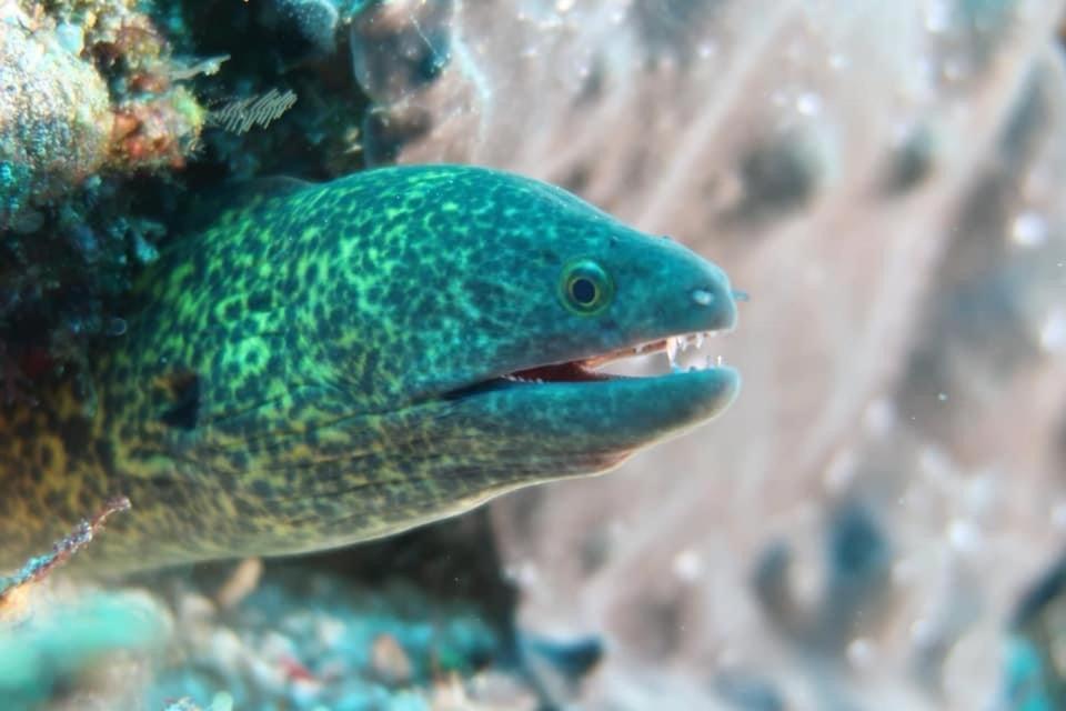 Tabari Dive Lodge Pulau Mansuar エクステリア 写真