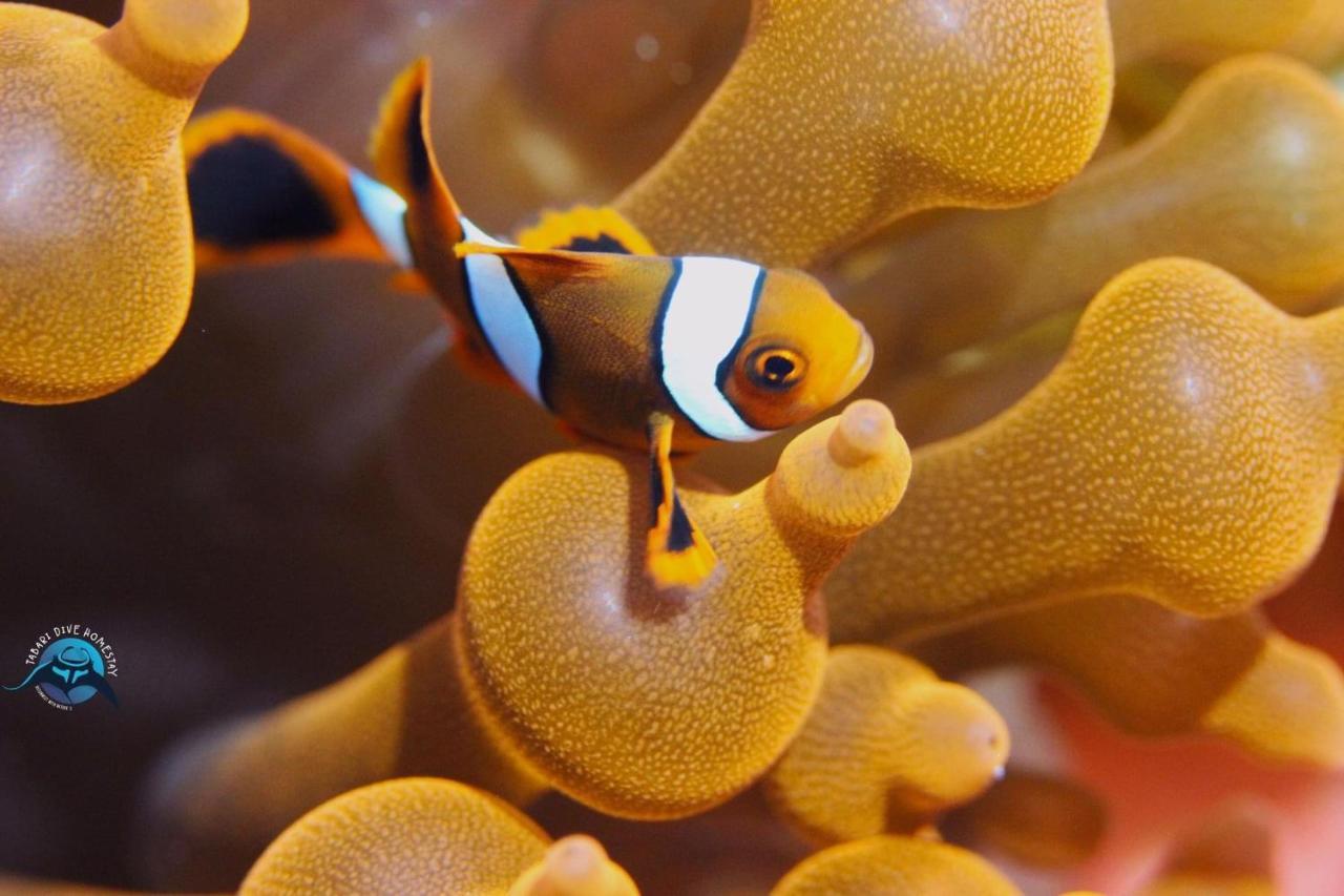 Tabari Dive Lodge Pulau Mansuar エクステリア 写真