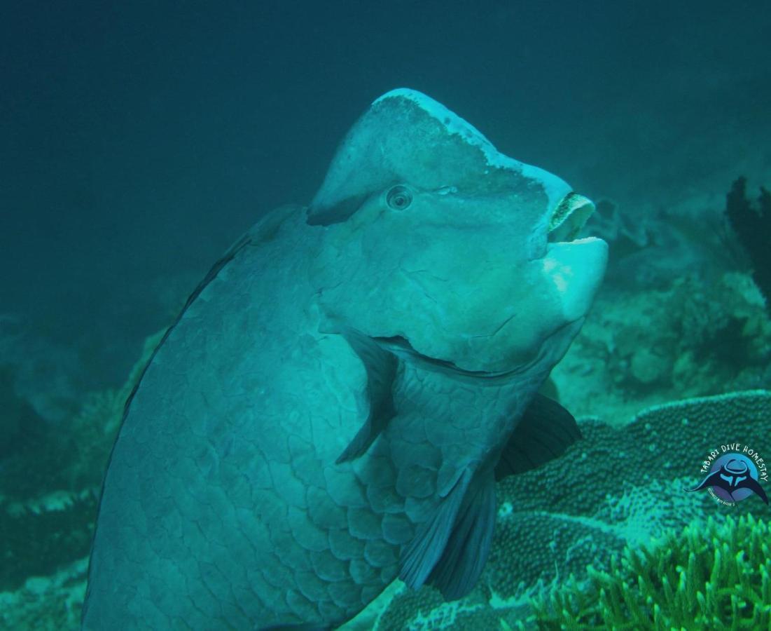 Tabari Dive Lodge Pulau Mansuar エクステリア 写真