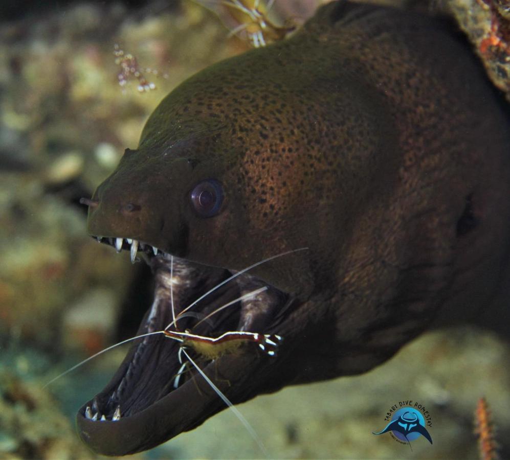 Tabari Dive Lodge Pulau Mansuar エクステリア 写真