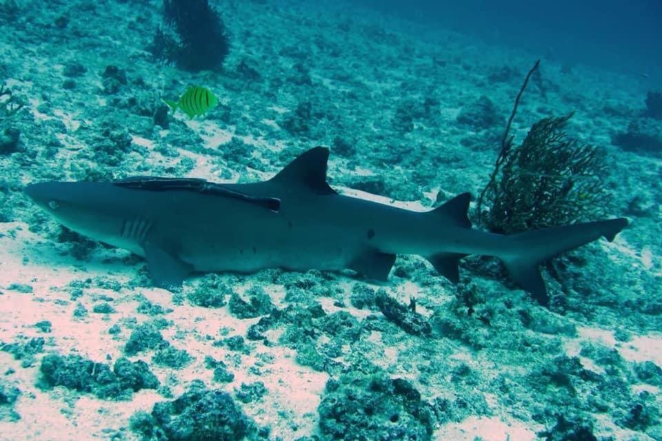 Tabari Dive Lodge Pulau Mansuar エクステリア 写真