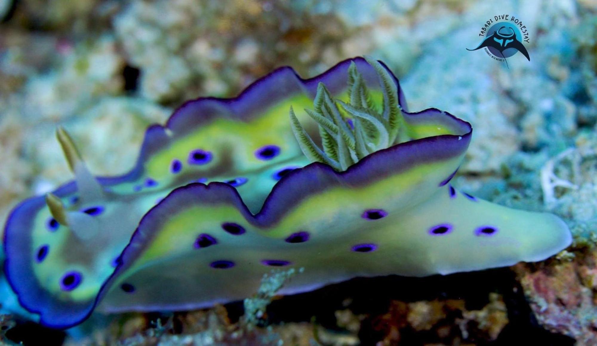 Tabari Dive Lodge Pulau Mansuar エクステリア 写真