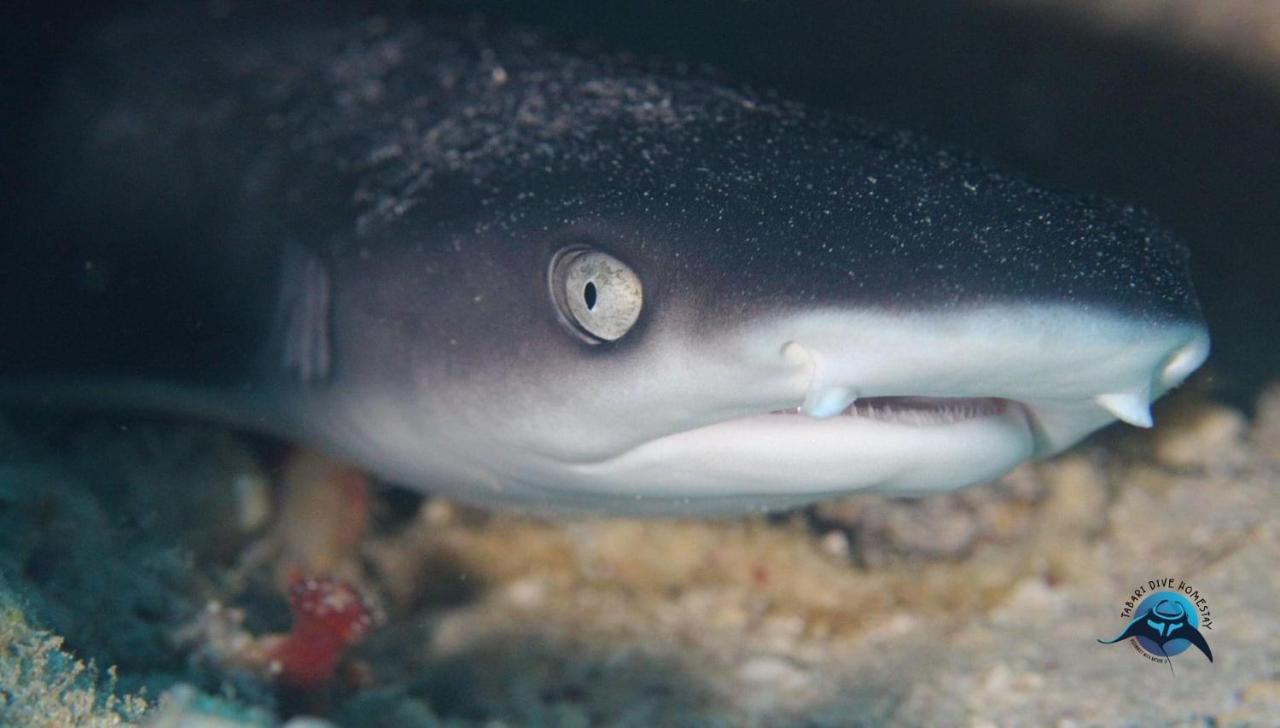 Tabari Dive Lodge Pulau Mansuar エクステリア 写真