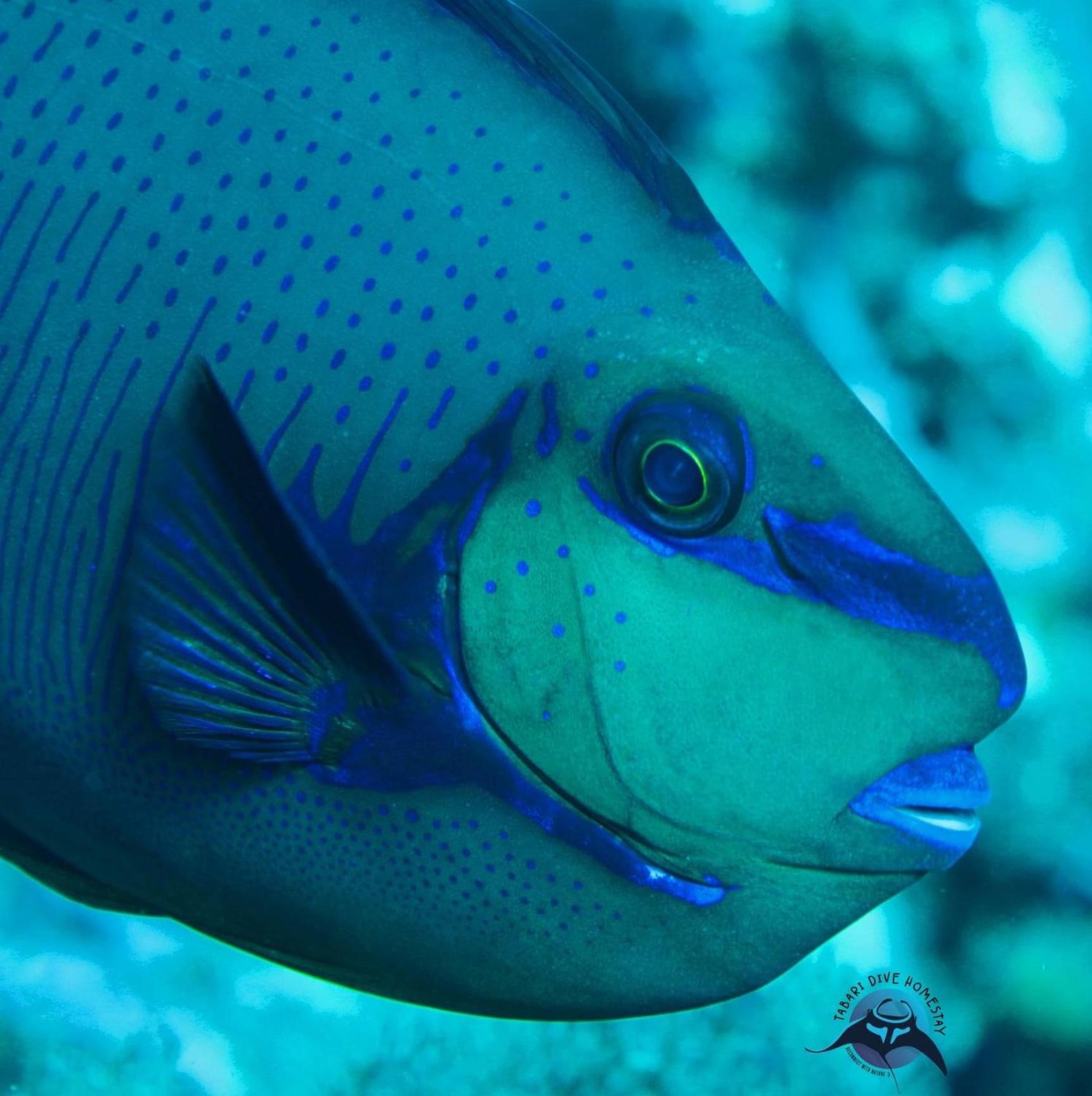 Tabari Dive Lodge Pulau Mansuar エクステリア 写真