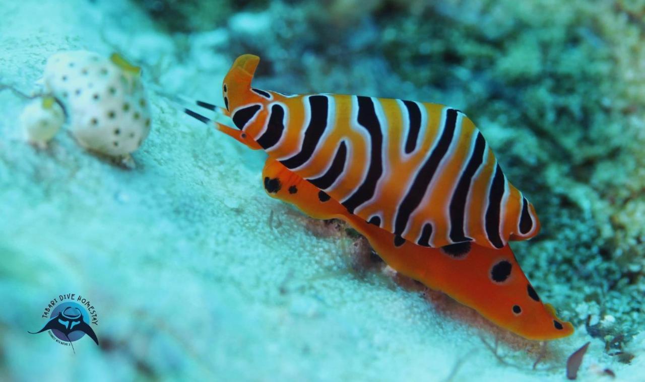 Tabari Dive Lodge Pulau Mansuar エクステリア 写真