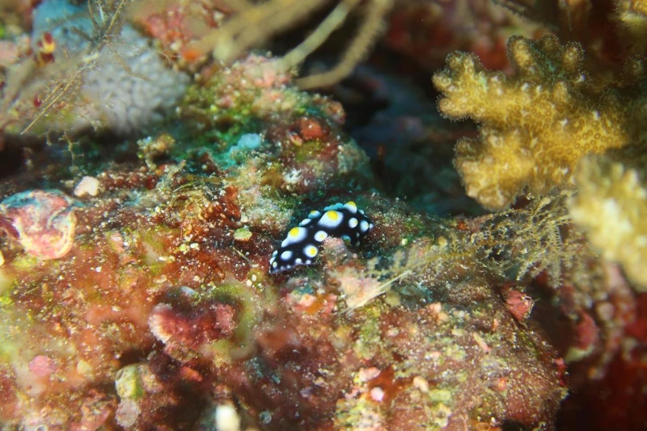 Tabari Dive Lodge Pulau Mansuar エクステリア 写真